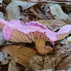 Hygrocybe cheelii