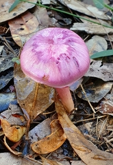 Hygrocybe cheelii