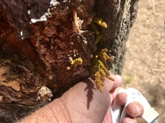 Arceuthobium vaginatum cryptopodum