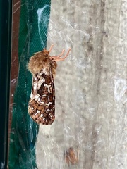 Korscheltellus fusconebulosa