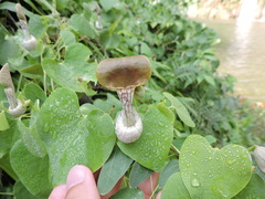 Aristolochia argentina