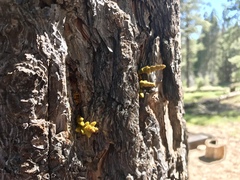 Arceuthobium vaginatum cryptopodum