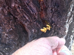 Arceuthobium vaginatum cryptopodum