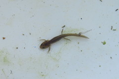Pleurodelinae