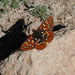 Euphydryas editha tahoensis - Photo (c) Jim Dreier, some rights reserved (CC BY), uploaded by Jim Dreier