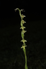 Habenaria heyneana