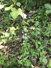 Lobelia spicata