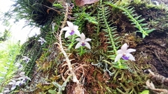 Dichaea intermedia