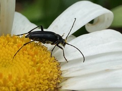 Typocerus lugubris