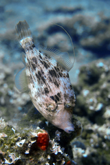 Stephanolepis diaspros