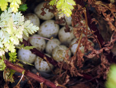 Callipepla californica