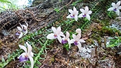 Dichaea intermedia
