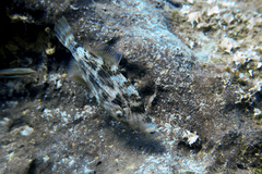 Stephanolepis diaspros