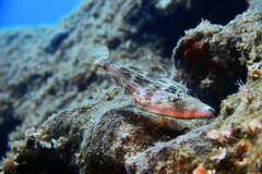 Stephanolepis diaspros