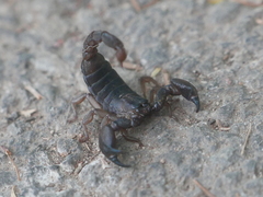 Scorpio fuscus