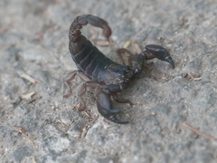 Scorpio fuscus