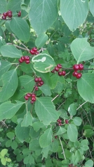 Lonicera xylosteum