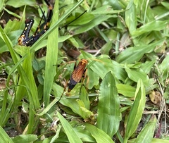 Batozonellus dorsalis