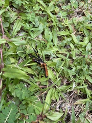 Batozonellus dorsalis