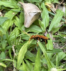 Batozonellus dorsalis