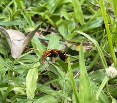 Batozonellus dorsalis