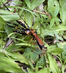 Batozonellus dorsalis