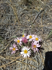 Townsendia florifera