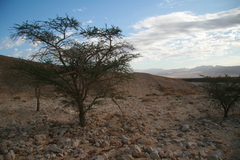 Vachellia tortilis raddiana