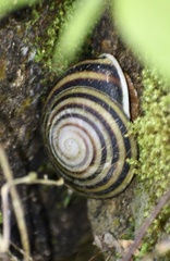 Caracolus sagemon
