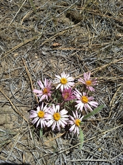 Townsendia florifera