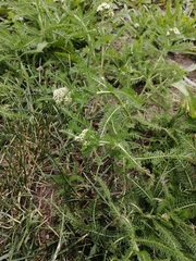 Achillea millefolium