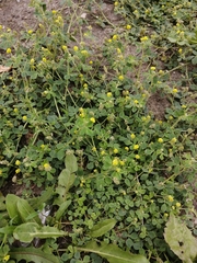 Medicago lupulina