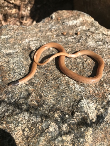 Photo of a Western Blackhead Snake (Tantilla planiceps)