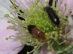 Anaspis flava