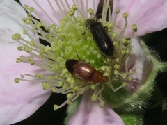 Anaspis flava