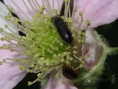 Anaspis flava