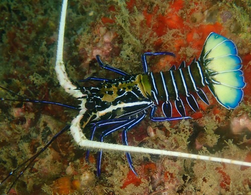 Painted Spiny Lobster