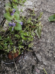 Glechoma hederacea