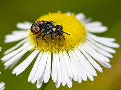 Holcopasites calliopsidis calliopsidis