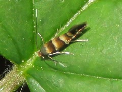 Phyllonorycter klemannella