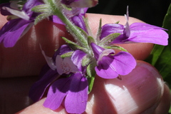 Collinsia concolor