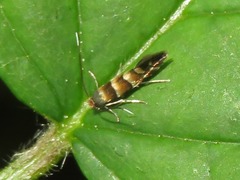 Phyllonorycter klemannella