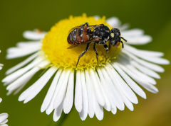 Holcopasites calliopsidis calliopsidis
