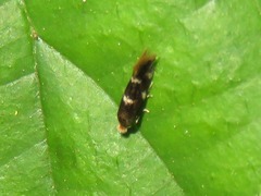 Bucculatrix cidarella