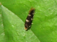 Bucculatrix cidarella