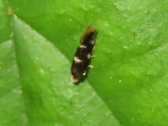 Bucculatrix cidarella