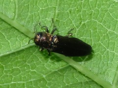Agrilus convexicollis