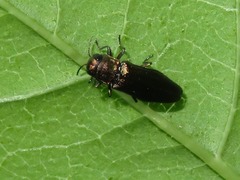 Agrilus convexicollis