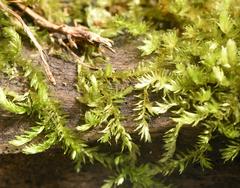 Sematophyllum