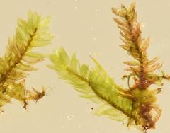 Sematophyllum